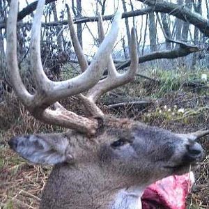 deer 2012 bow