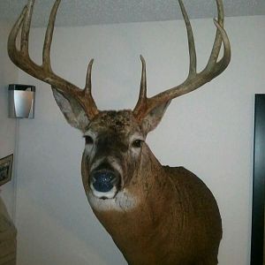 2010 Archery Buck Taxidermy