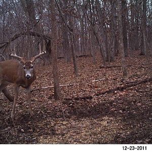 Last years trail camera picture. Baiting him in trying to find his sheds