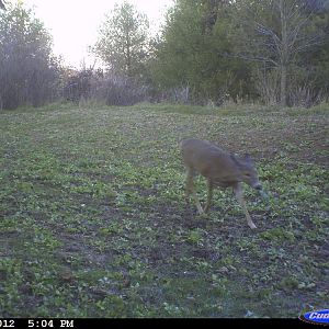 travs buck seconds before I let the arrow fly.  Look above the doe and you can see me in the tree.