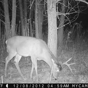 shed buck 1