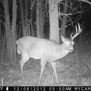 shed buck