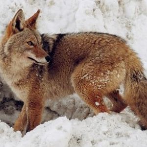 article new ehow images a06 2a an wyoming coyote hunting information 800x800