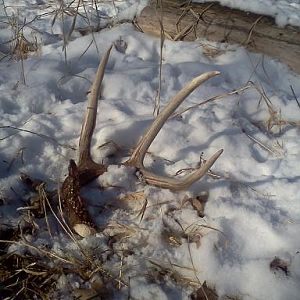 First shed of year, found 1/05/13