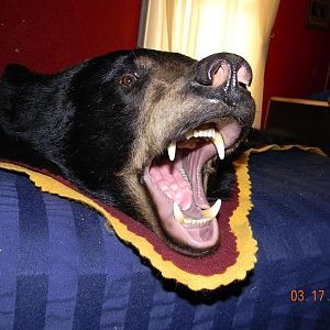 2012 MN bear