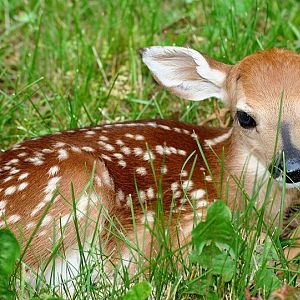 800px fawn in grass