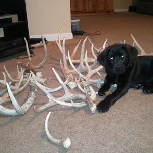 Beau with this years sheds so far