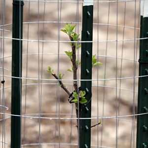 Apple Trees