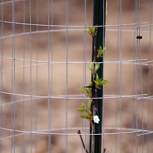 Apple Trees