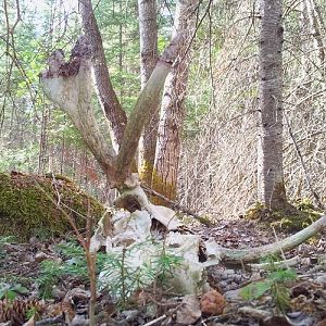 Moose skull