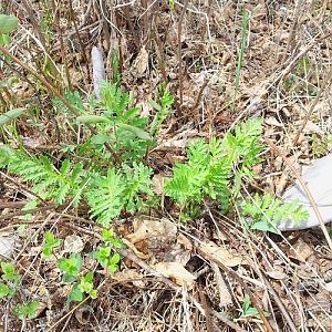 Moose paddle fern