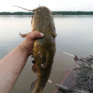 Flathead