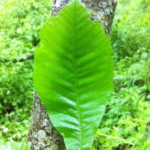 1 leaf