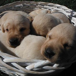 Fall 2013 pups in a basket