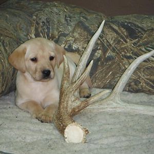 This pup wins....don't touch my antler !