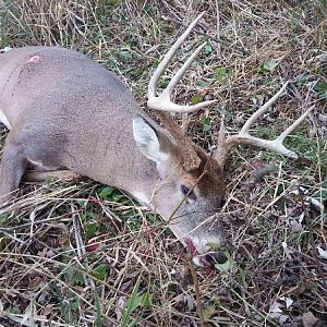 Veterans Day buck