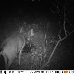 He is still a nocturnal buck to this day, according to my trail camera photos.