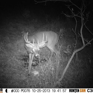 Had quite a few encounters with this guy during the season.  Stalked him through CRP and got within 80 yards.  Cool buck with a promising future if he