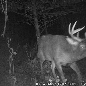 Looks like that old bruiser was cruising by this stand location as well.