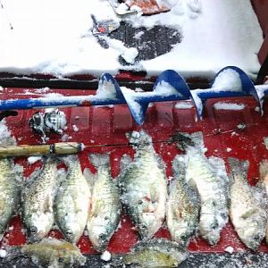 This was one whole nights hual, December 13 during a snow storm. Smallest ones in the bunch are the gills(6"), a 8" crappie squeezed onto the ice. The