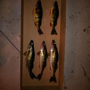 a few walleyes