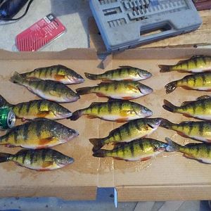 some perch