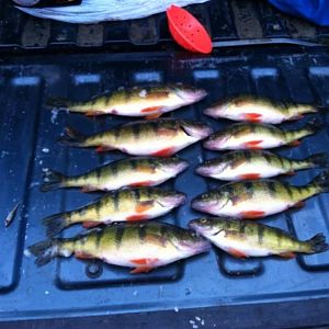 some big perch