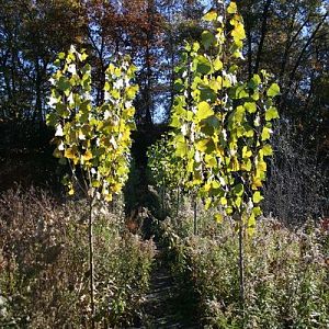 6 foot hybrid poplars 3