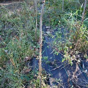 6 foot hybrid poplars 5