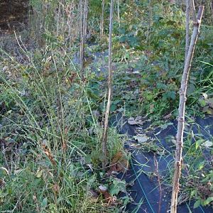 6 foot hybrid poplars 7