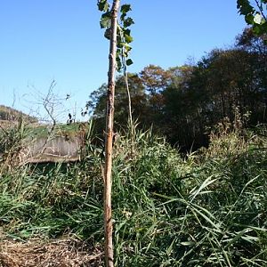 6 foot hybrid poplars 12