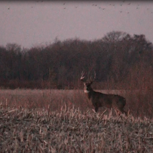 Muck Farm Buck 2