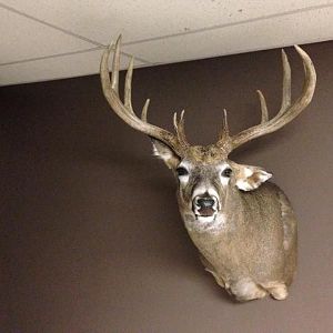 Rookie Mount