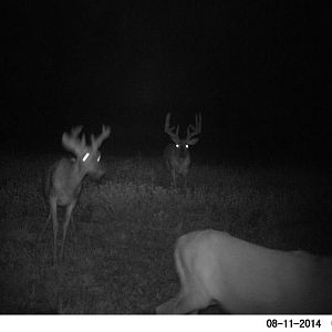 Mystery Buck