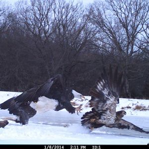 Eagle v Hawk