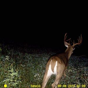 BUCK #1 14