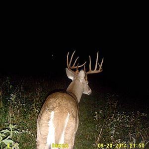 BUCK #1 16