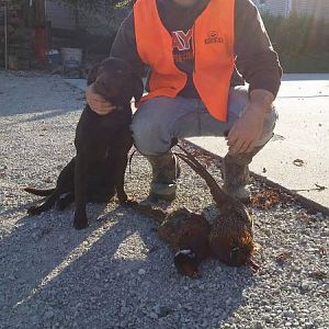 My pup Maggie on her first pheasent hunt