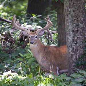 backyard buck 1