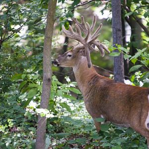 backyard buck 2