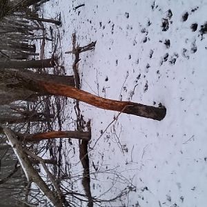 Rubs on 6" hinge cut trees