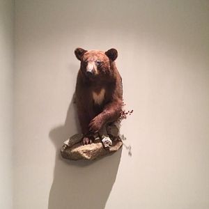 Bear mount