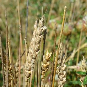 qdma wheat awnless 2 574 384 s