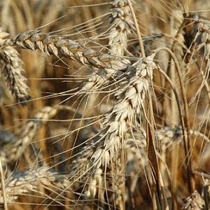 qdma wheat awned 2