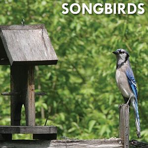 backyard songbirds