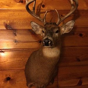 2015 shotgun buck found his new home!