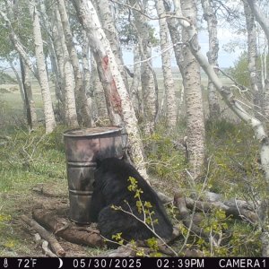 BEAR3.JPG