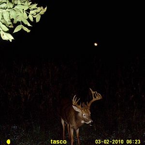 5846-same Buck