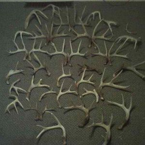 Shed Hunting 2011