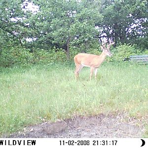 What Do You Think About This Buck